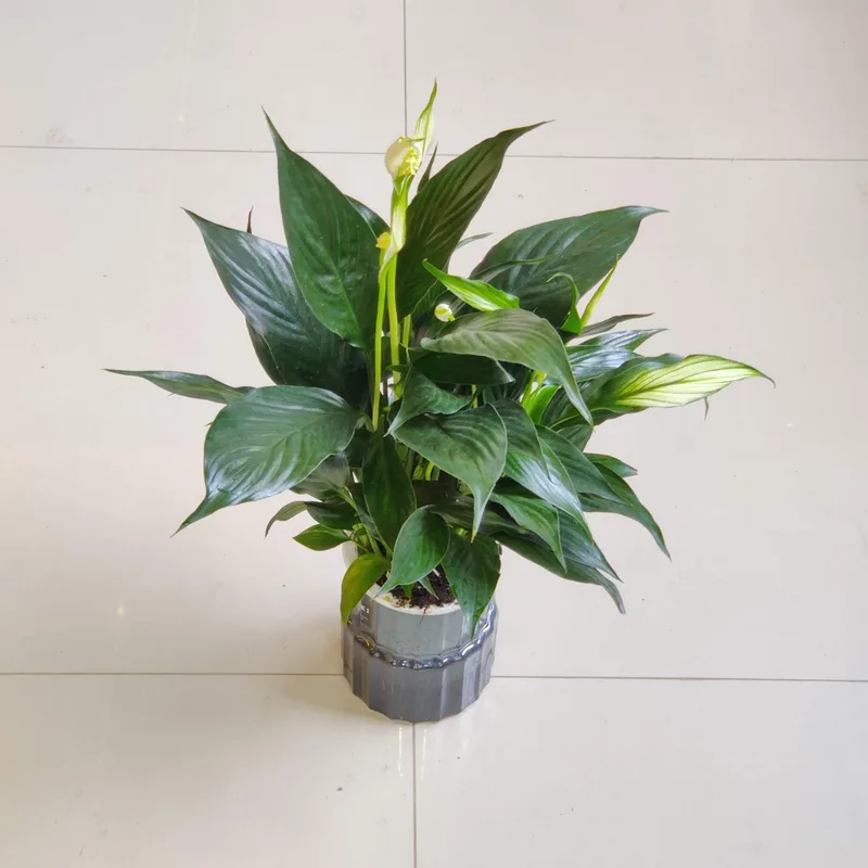 Spathiphyllum Watering Plants 12 cm pot