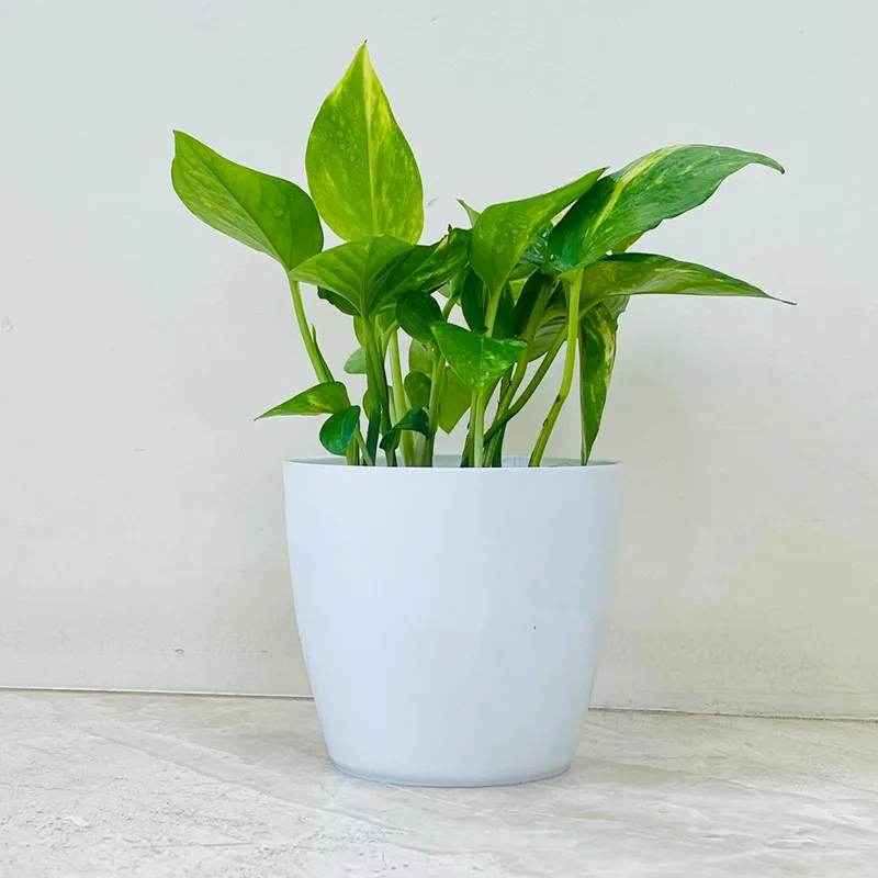 Varigated Money Plant In Plastic Pot