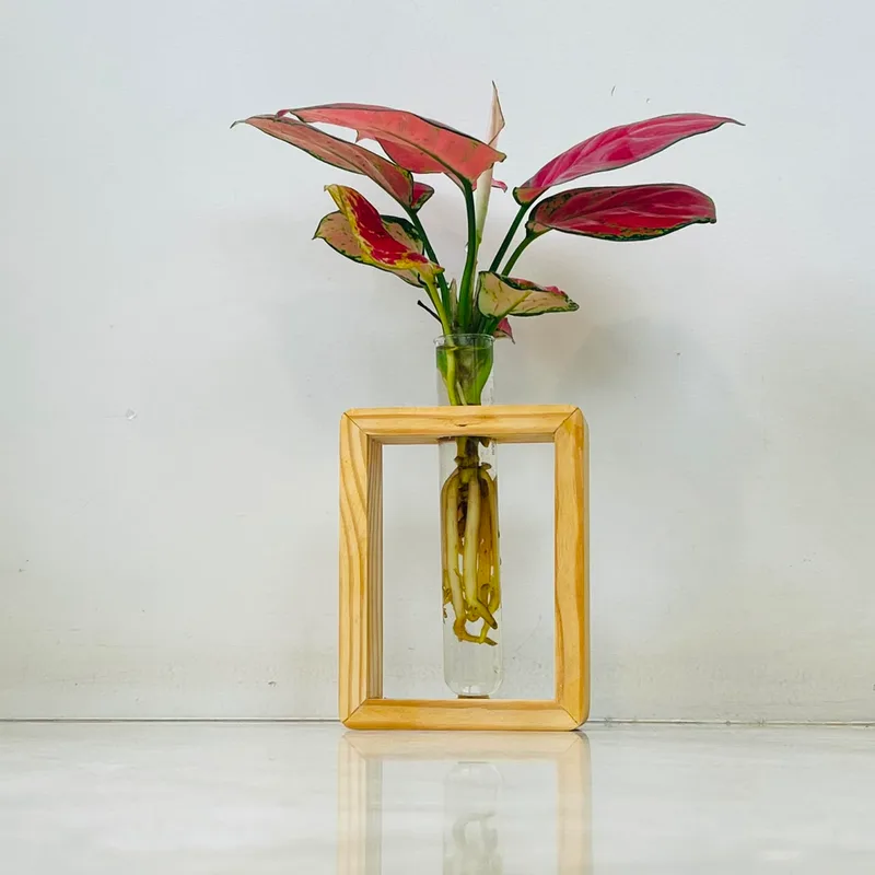 Wooden Frame Water Vase with Red Aglaonema