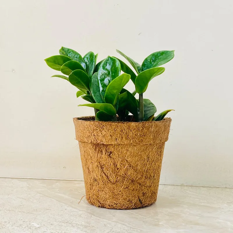 Zamia Plant In Coir Pot