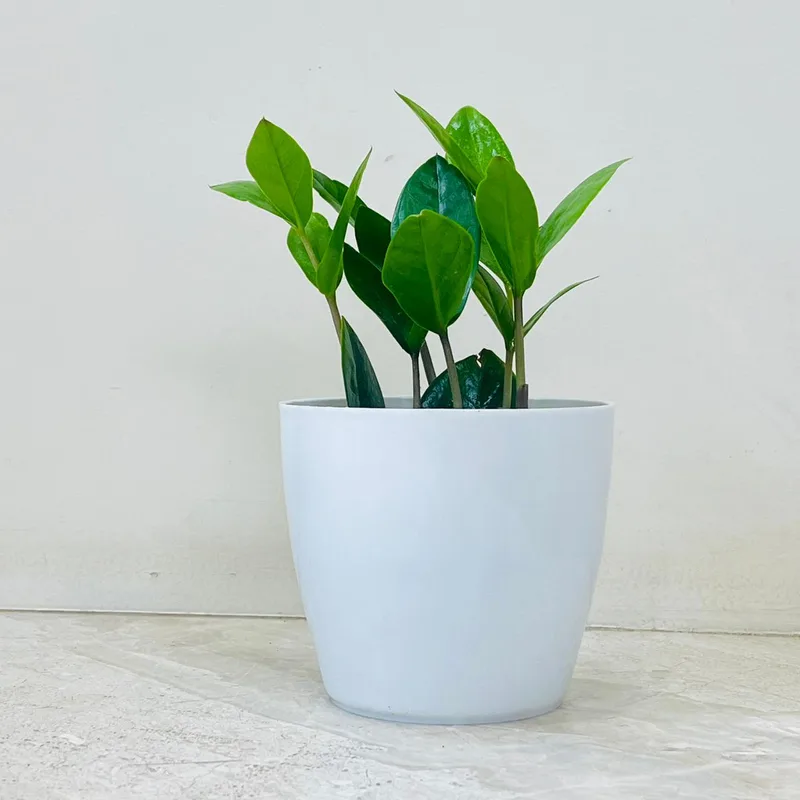 Zamia Plant In Plastic Pot