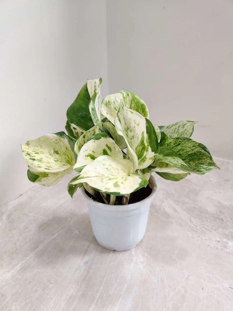 Epipremnum Aureum 'Manjula Queen' Money Plant 10 cm pot