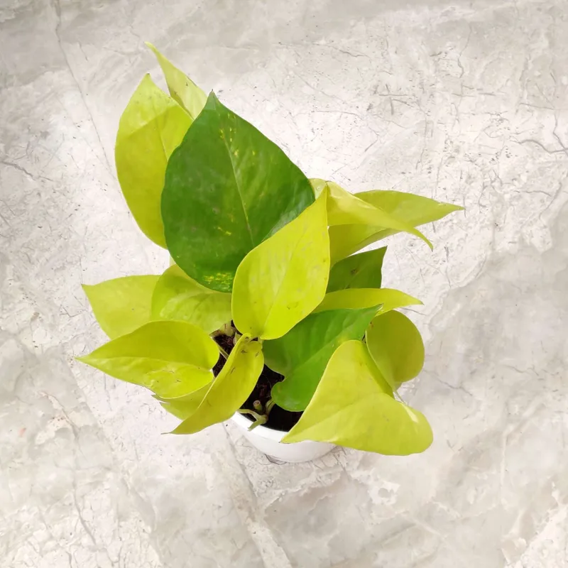 Golden Money Plant 10 cm pot