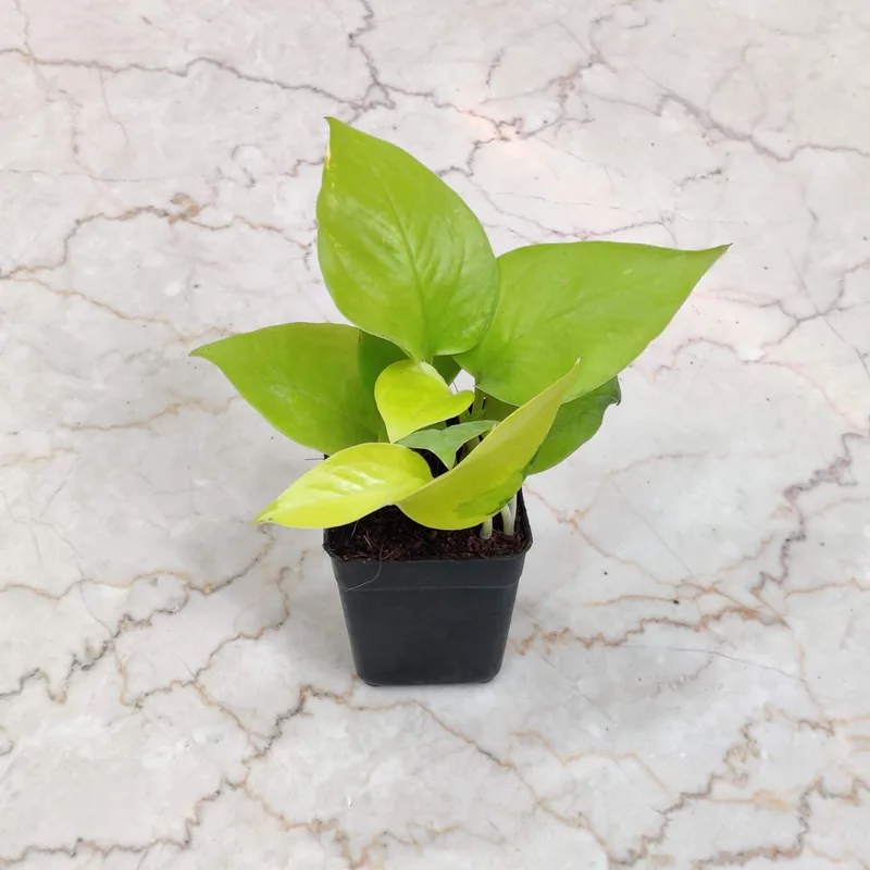 Golden Money Plant  8.5 cm pot