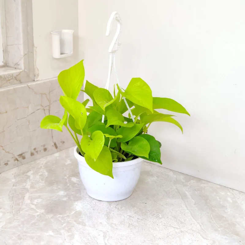 Golden Money Plant Hanging 15 cm pot