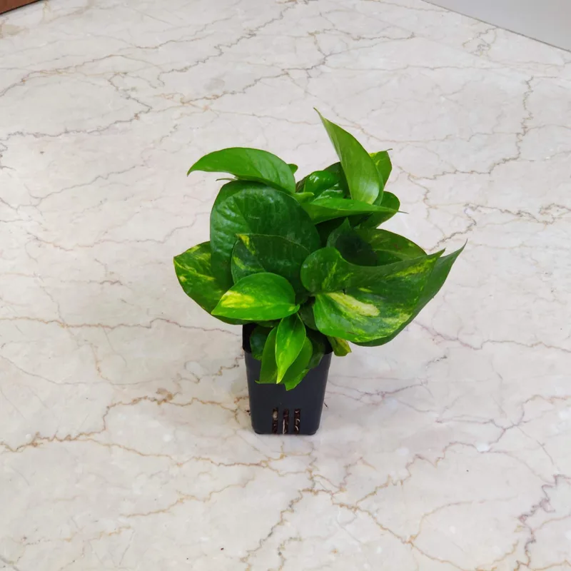 Green Money Plant 8.5 cm pot