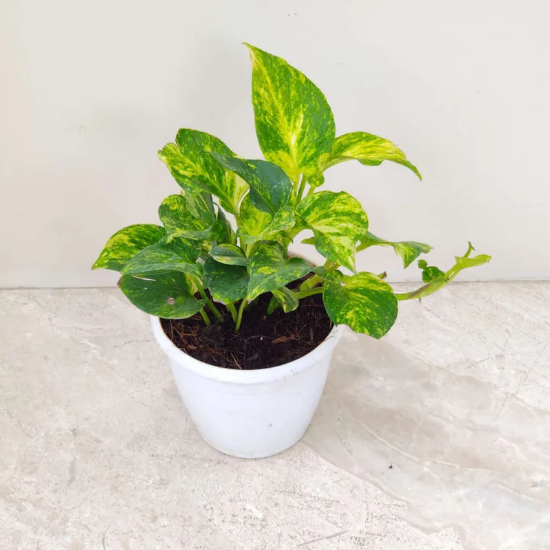 Green Money Plant Mini Variegated (Dollar) New 12 cm pot