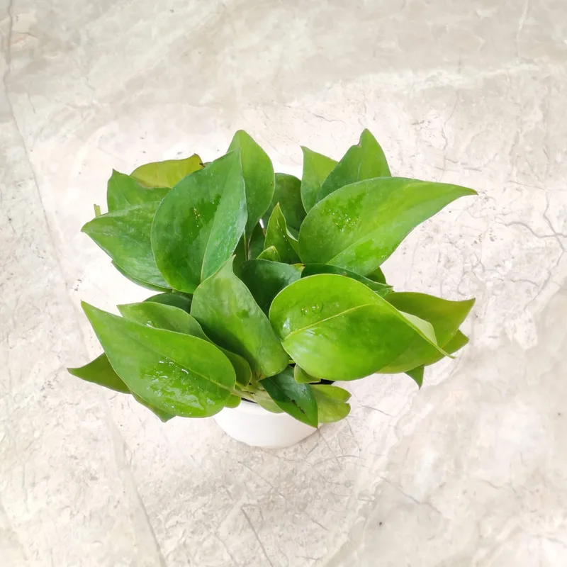 Green Plain Money Plant 10 cm pot
