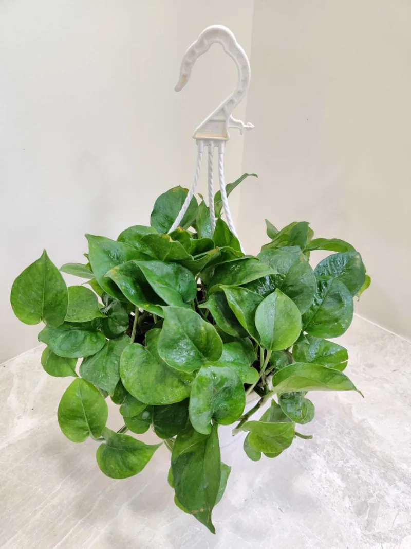 Green Plain Money Plant Hanging 15 cm pot