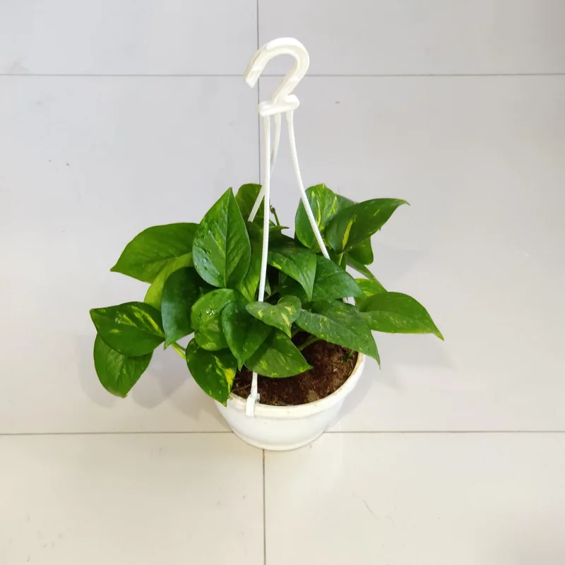 Green Plain Money Plant Hanging 17 cm pot