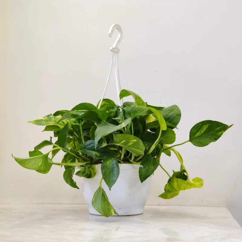 Green Plain Money Plant Hanging 20 cm pot