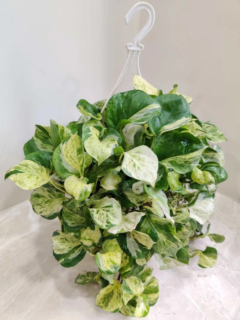 Marble Money Plant Hanging  20 cm pot