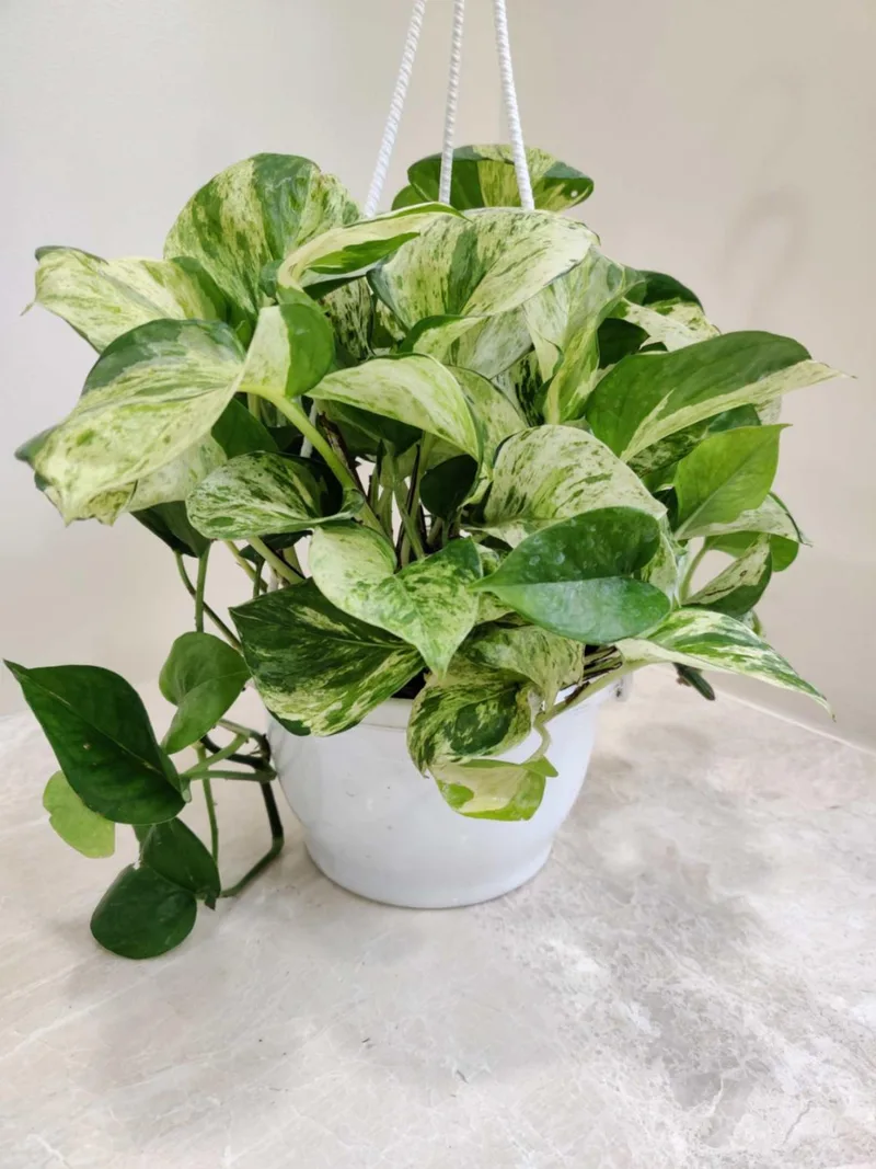 Marble Money Plant Hanging Plant 15 cm pot