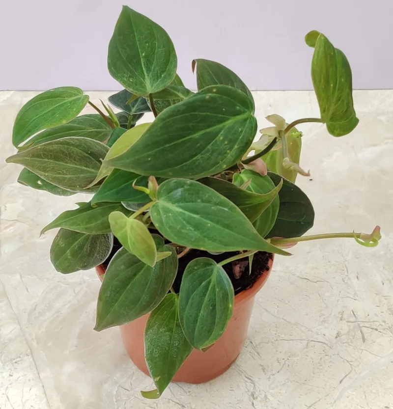 Oxy Cardium Red Plant 10 cm pot