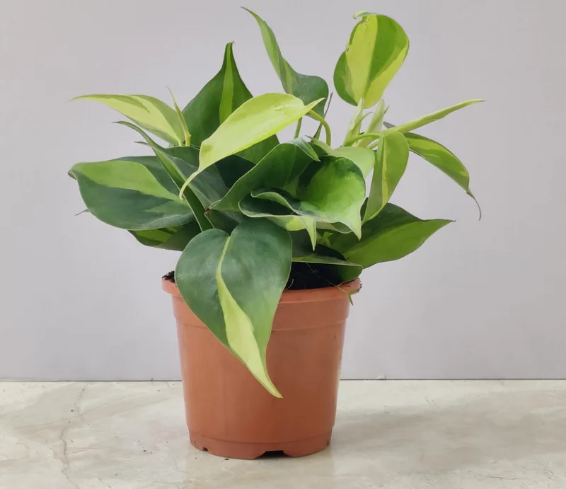 Oxy Cardium Variegated 10 cm pot