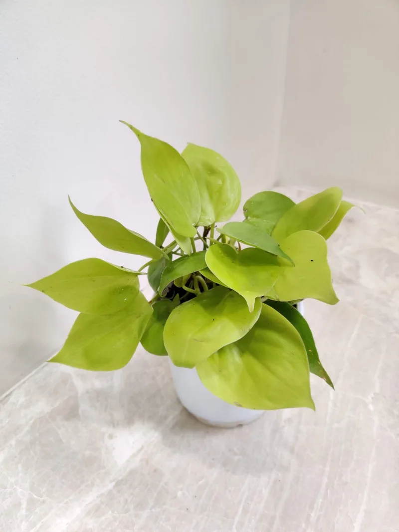 Oxycardium 'Golden'  Money Plant 10 cm pot