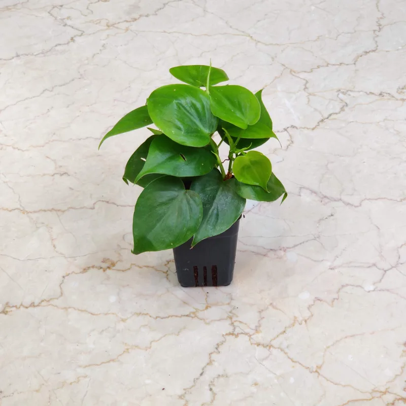 Oxycardium 'Green' Plants 8.5 cm pot