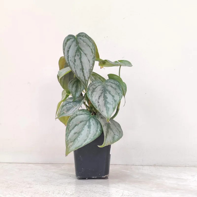 Philodendron Brandtianum 8.5 cm pot