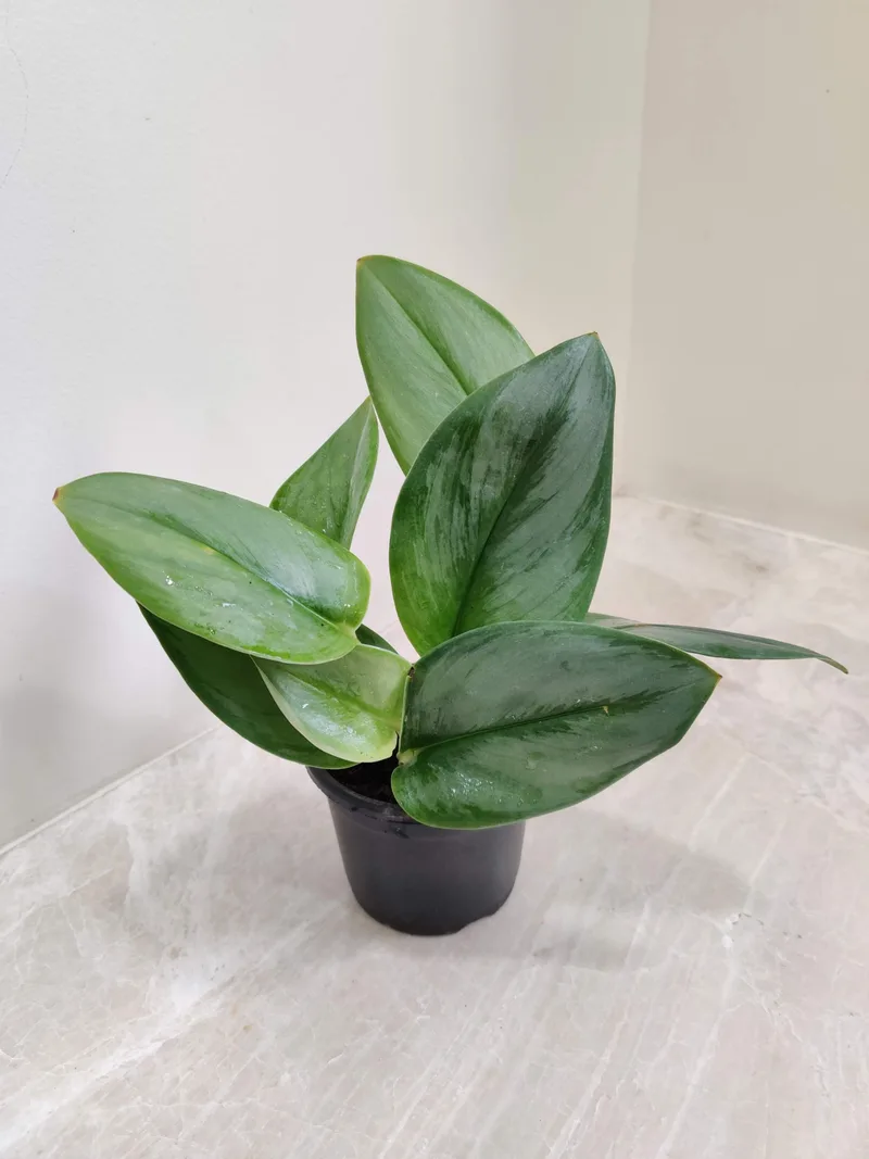 Scindapsus 'Moonlight'  10 cm pot