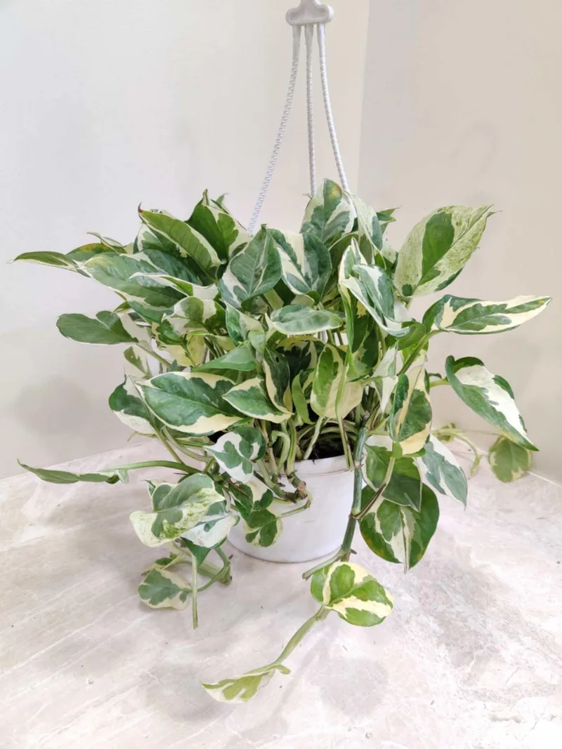 Scindapsus Njoy Hanging 17 cm pot