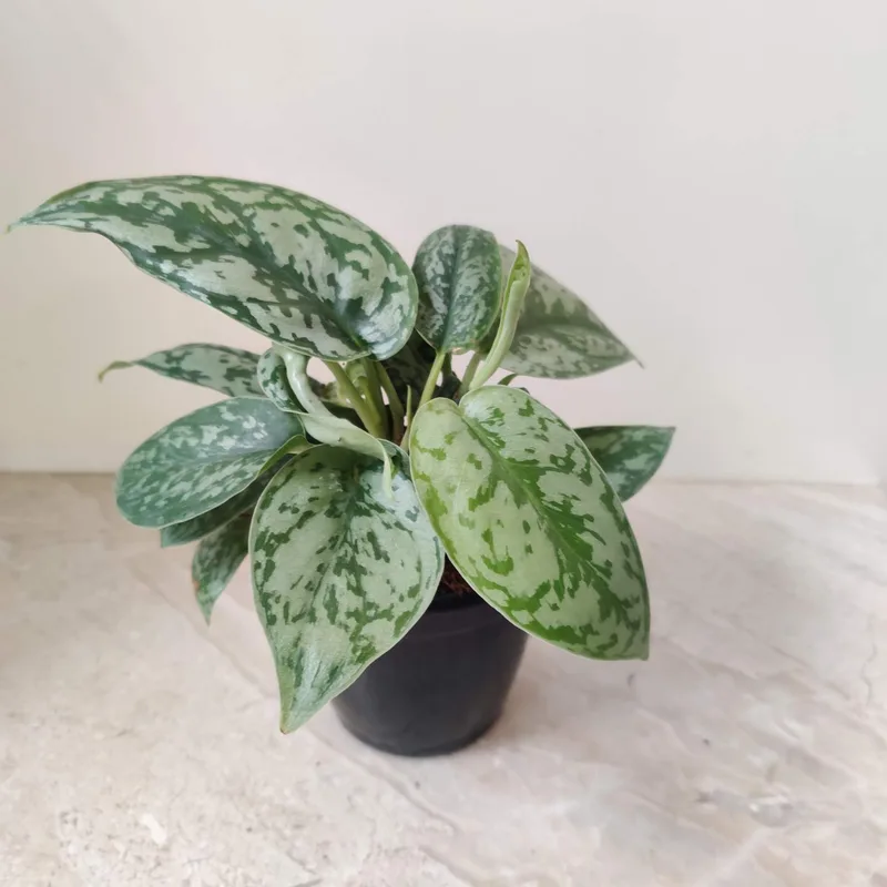 Scindapsus 'Silver Satin' 10 cm pot