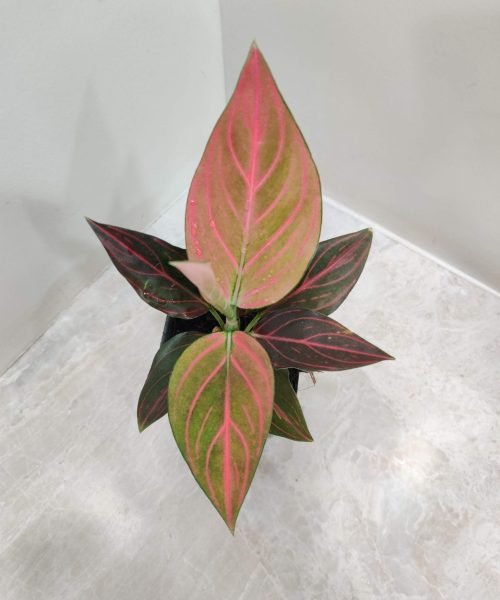 Top view of a Red Star Aglaonema in a black pot
