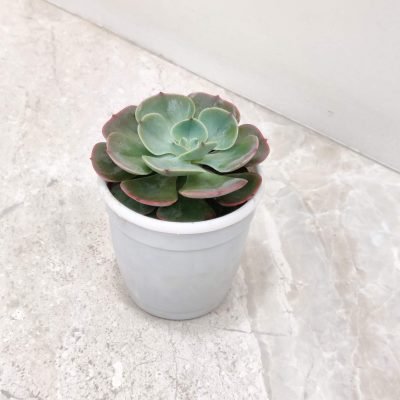 Echeveria Rosette-shaped Echeveria succulent