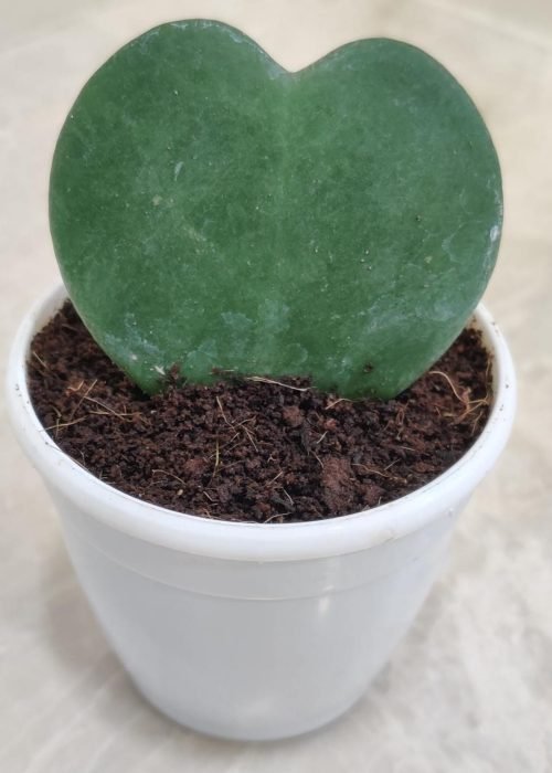Heart_Leaf_Hoya Heart_Leaf_Hoya