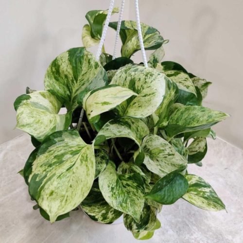 Marble_Money_Plant A Marble Money Plant with beautiful variegated leaves