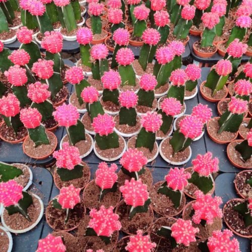 Pink_Moon_Cactus_Succulent_Collection Collection of Pink Moon Cactus succulents with vibrant pink tops