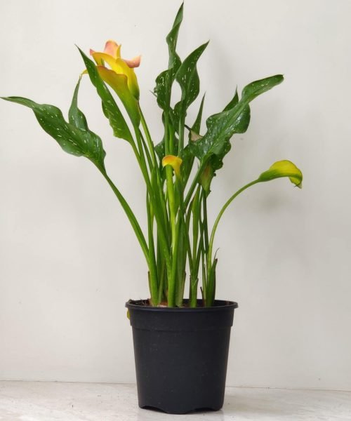 Yellow_Calla_Lily
