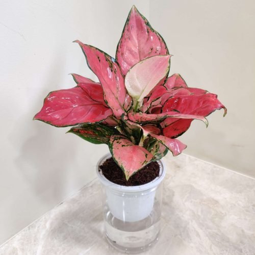 Pink Aglaonema plant for sale, easy-care houseplant with beautiful foliage