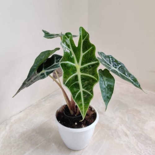 alocasia_plant Alocasia plant with large, dark green leaves with prominent white veins