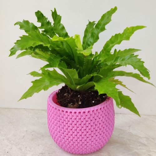 Green Asplenium antiquum plant in a pink pot, adding a touch of nature to an indoor space