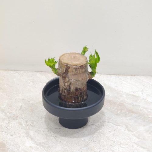 brazilian_lucky_wood_plant Care for your Brazilian Lucky Wood plant