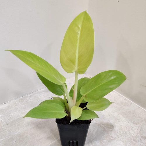 buy_philodendron_moonlight_online A Philodendron Moonlight plant in a pot