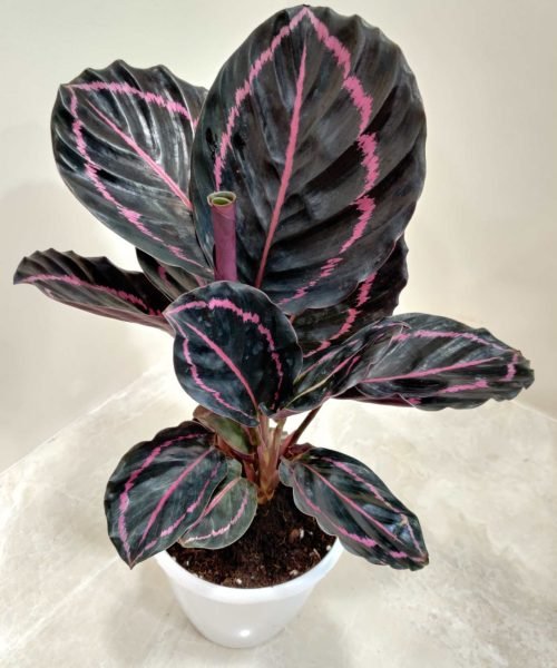 calathea_dottie A Calathea Dottie plant with large, dark green leaves with prominent pink veins