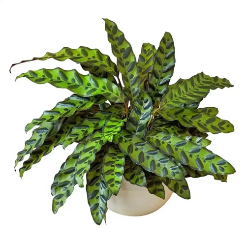 calathea_lancifolia A Rattlesnake Plant (Calathea lancifolia) with large, green leaves with dark markings resembling a snake's skin