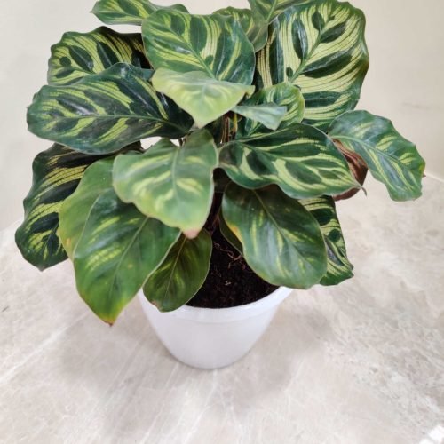 calathea_makoyana calathea_makoyana