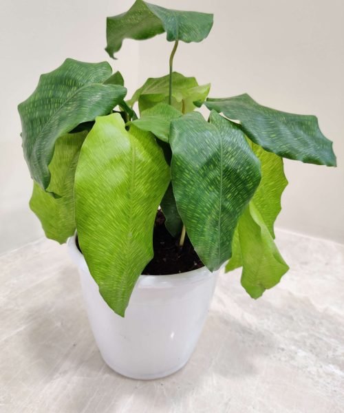 calathea_network A Network Calathea (Calathea musaica) with large, green leaves with a distinct network of darker green veins