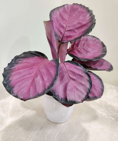 calathea_roseopicta_crimson A Calathea Roseopicta Crimson plant with large, dark pink leaves and a contrasting dark green border