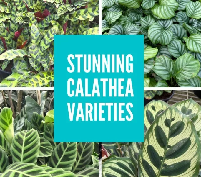 A collage of different Calathea plant varieties showcasing their unique leaf patterns and colors