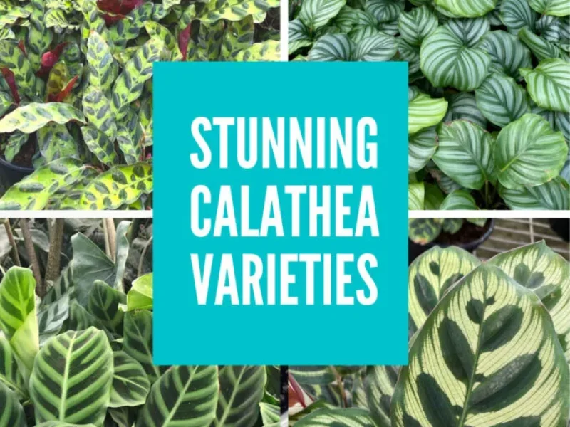 calathea_varieties A collage of different Calathea plant varieties showcasing their unique leaf patterns and colors