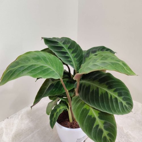 calathea_warscewiczii A Calathea 'Warscewiczii' plant with large, dark green leaves with prominent white stripes