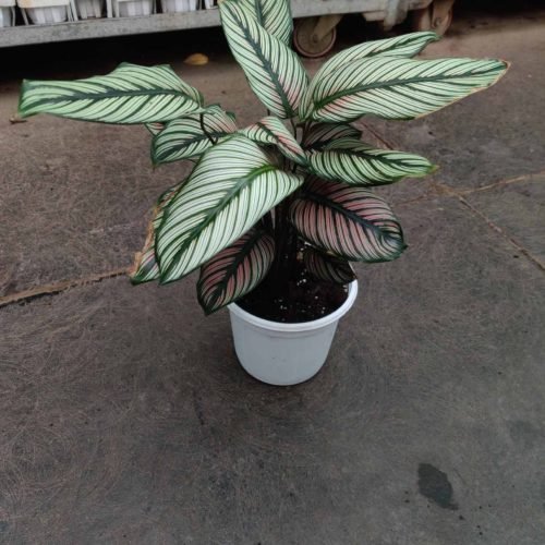calathea_majestic_white_star A Calathea Majestica White Star plant with large, dark green leaves with prominent white stripes and a reddish underside