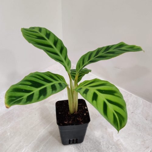 calathea_zebrina A Calathea Zebrina plant with long, striped leaves in a small black pot