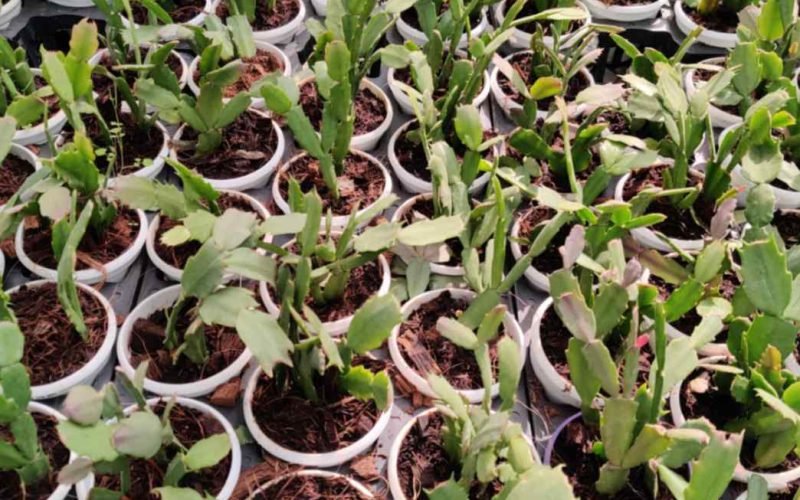 A large group of Christmas Cactus (Schlumbergera) plants