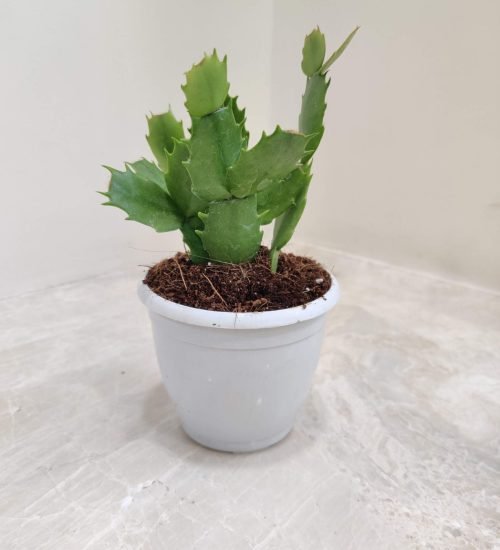 A Christmas Cactus (Schlumbergera) with segmented stems in a white pot