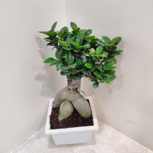 ficus_bonsai_square A small Ficus bonsai tree with a thick, exposed root system in a square white pot