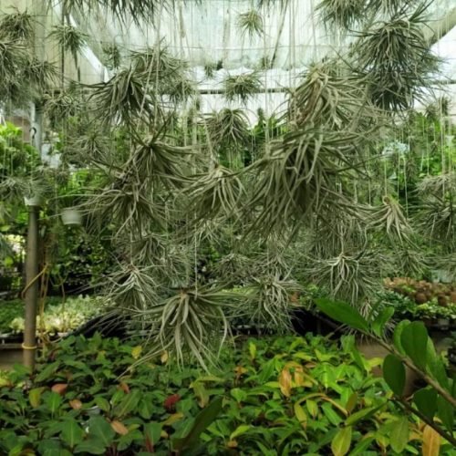A collection of Tillandsia air plants displayed in a nursery setting